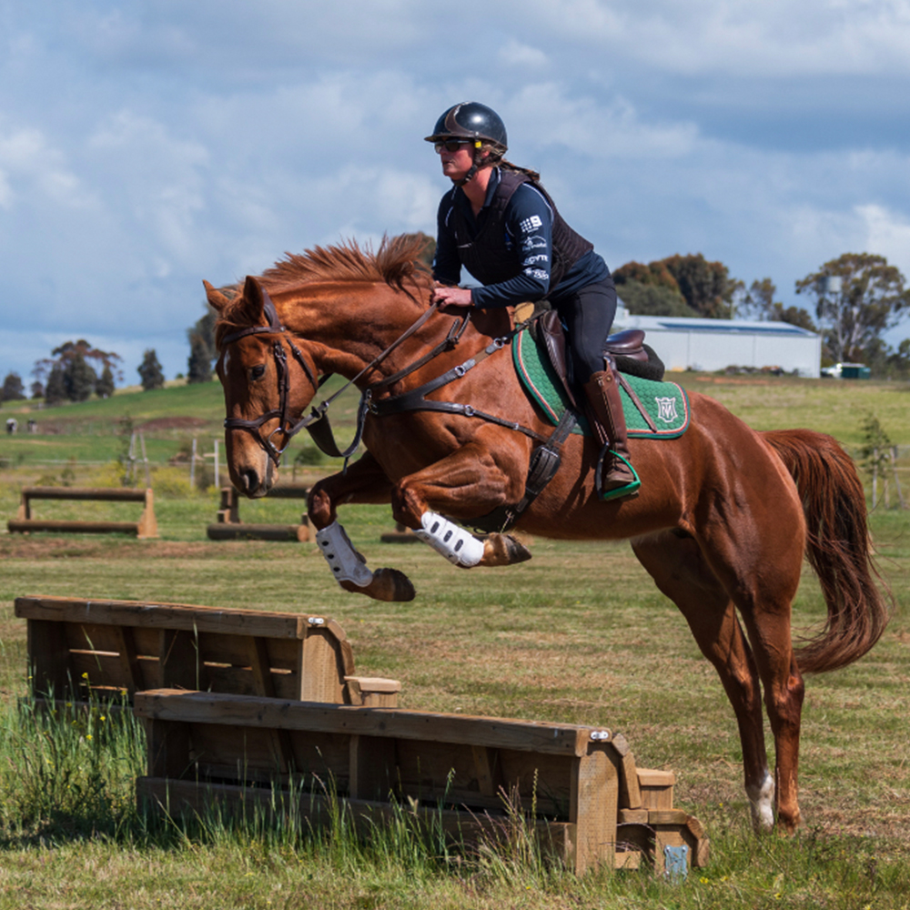 About Us Abey Performance Horses